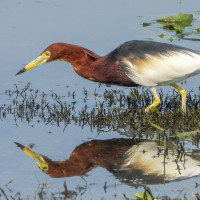 Chinese Pond-Heron